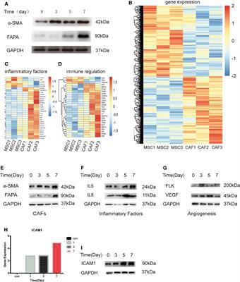 Mesenchymal stem cells derived from adipose tissue accelerate the progression of colon cancer by inducing a MTCAF phenotype via ICAM1/STAT3/AKT axis